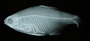 Cheirodon ibicuhiensis 41 mmSL FMNH 98573 xray